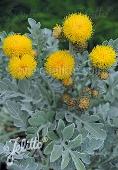 Centaurea cineraria Dusty Miller